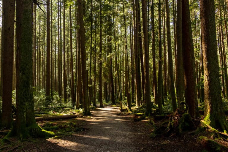 Best short nature walks for families in Vancouver